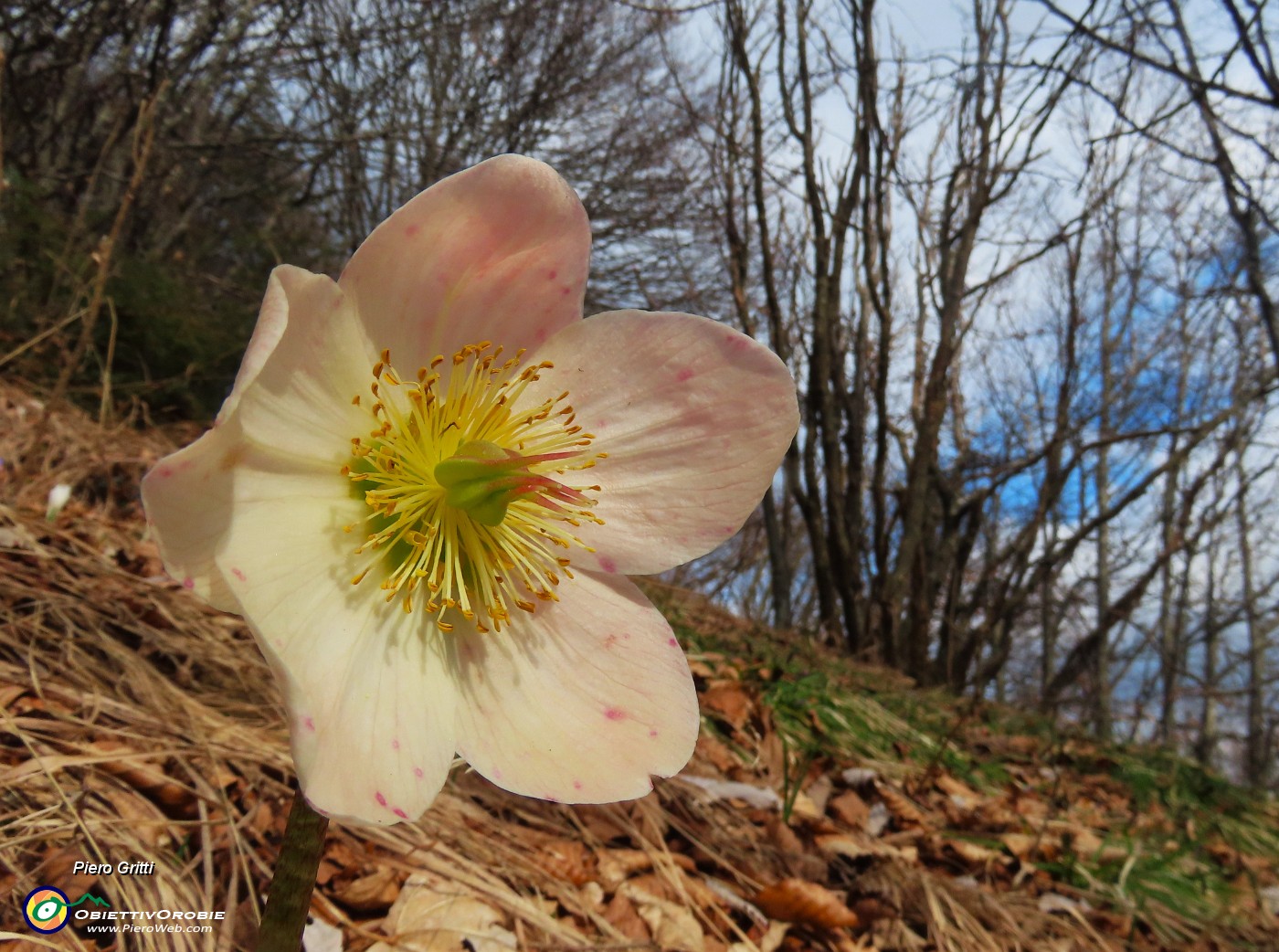 52 Helleborus niger -Elleboro.JPG